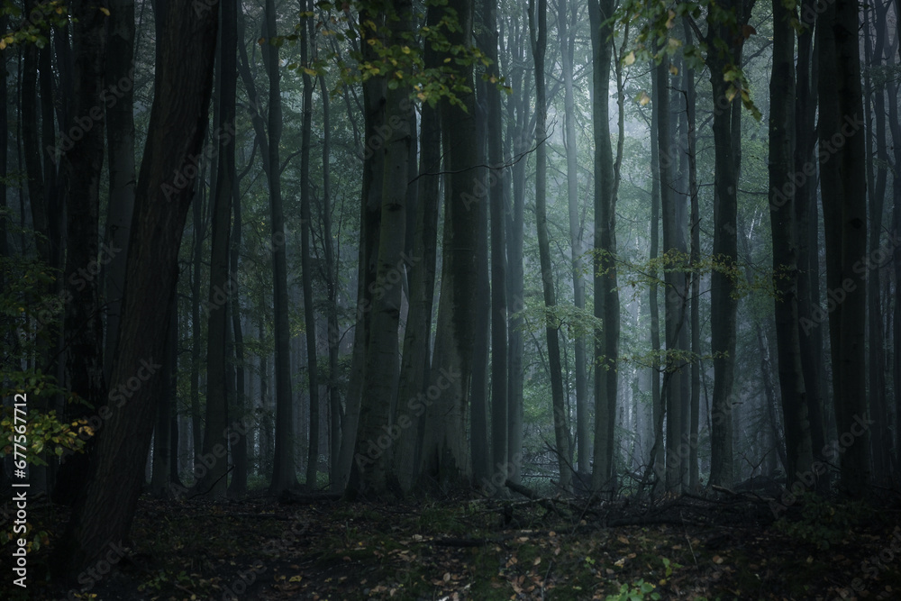 Dark misty forest with tall gray tree trunks and low pale light, spooky natural landscape in the wilderness, copy space, selected focus