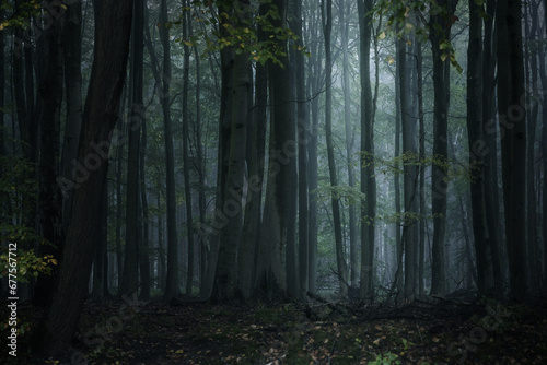 Dark misty forest with tall gray tree trunks and low pale light, spooky natural landscape in the wilderness, copy space, selected focus © Maren Winter