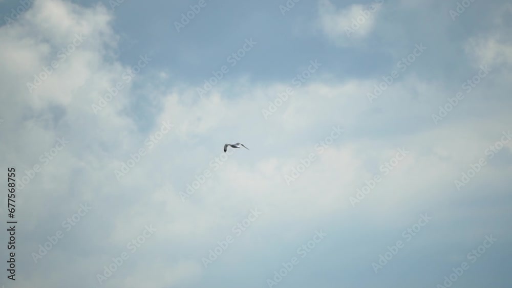 Seagull flying in summer sky. A flock of the seagull birds flies under a blue sky, over the sea along the rocky coast. Freedom concept Seagull flying in summer sky. A flock of the seagull birds flies under a blue sky, over the sea along the rocky coast. Freedom concept