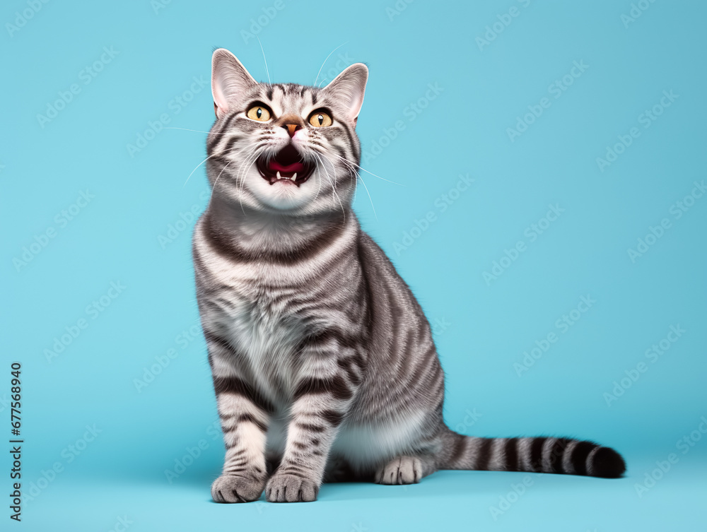 Portrait shot of american shorthair cat.studio background.pet and relationship concepts