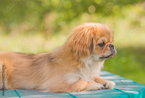 Tibetan spaniel breed. Young dog of golden light color. Pets lifestyle 