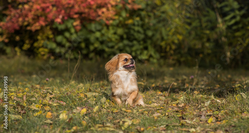 Fotografija Tibetan spaniel breed