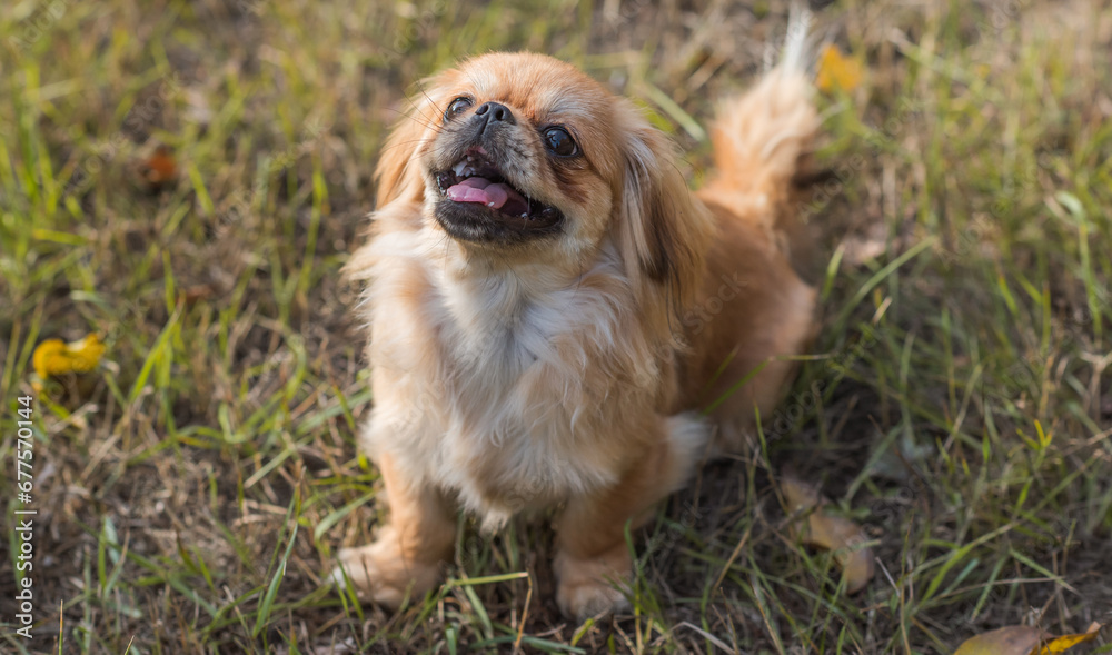 Tibetan spaniel breed. Young dog of golden light color. Pets lifestyle Tibetan spaniel breed. Young dog of golden light color. Pets lifestyle