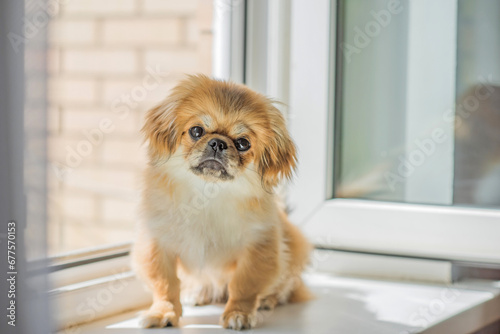 Canvastavla Tibetan spaniel breed