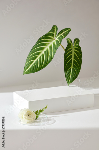 A podium in rectangle shaped decorated with green leaves and a petri dish containing Persian Buttercup flower. Minimal podium display for cosmetic product presentation