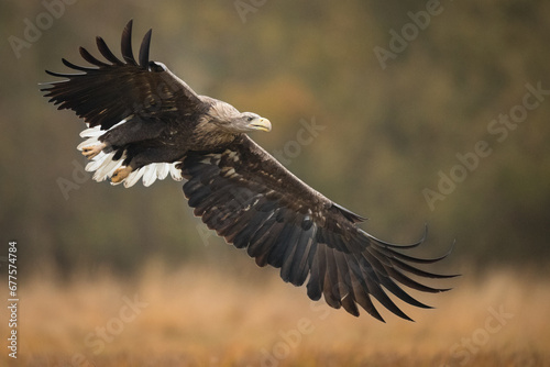 Birds of prey - white-tailed eagle in flight (Haliaeetus albicilla) © szczepank