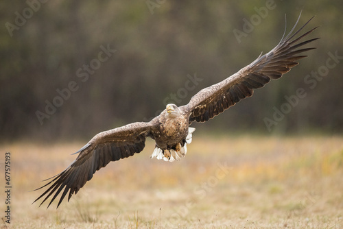 Birds of prey - white-tailed eagle in flight (Haliaeetus albicilla)