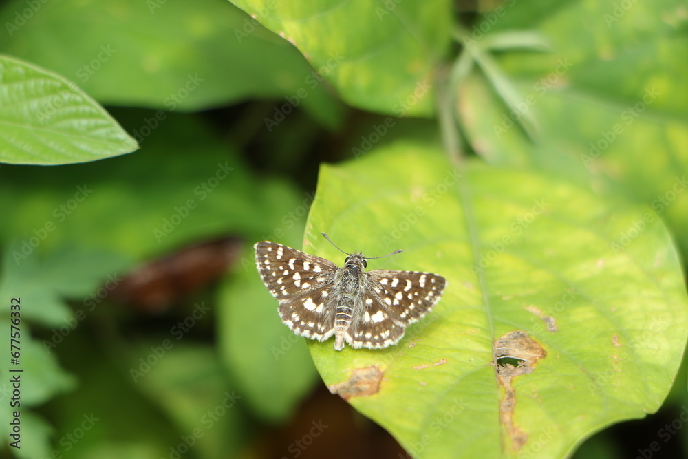 Moth species found in humid areas of Sri Lanka Moth species found in humid areas of Sri Lanka