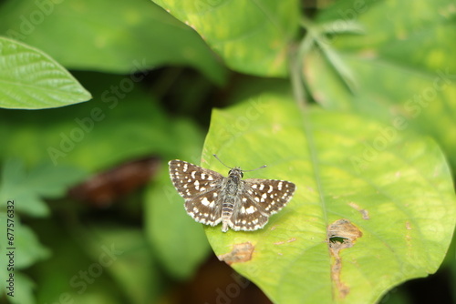 Moth species found in humid areas of Sri Lanka