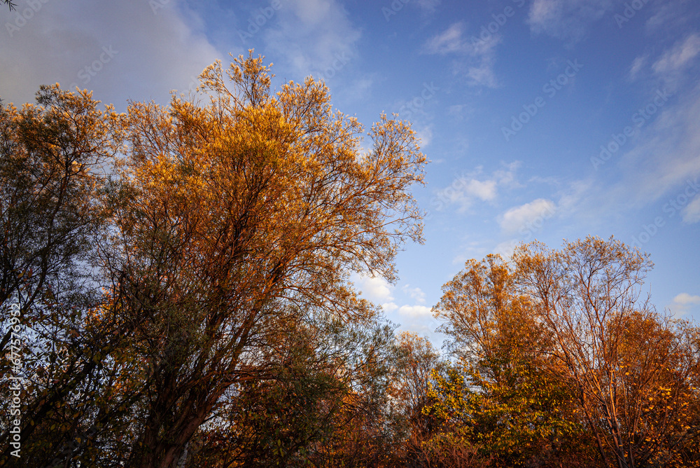 Autumn trees