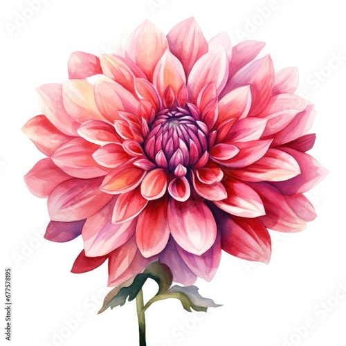 Foto watercolor dahlia flowers illustration on a white background.