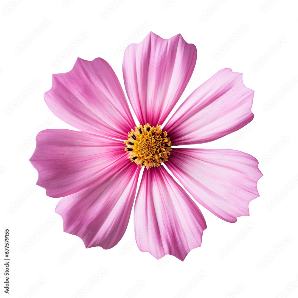 Cosmos flower isolated on transparent background