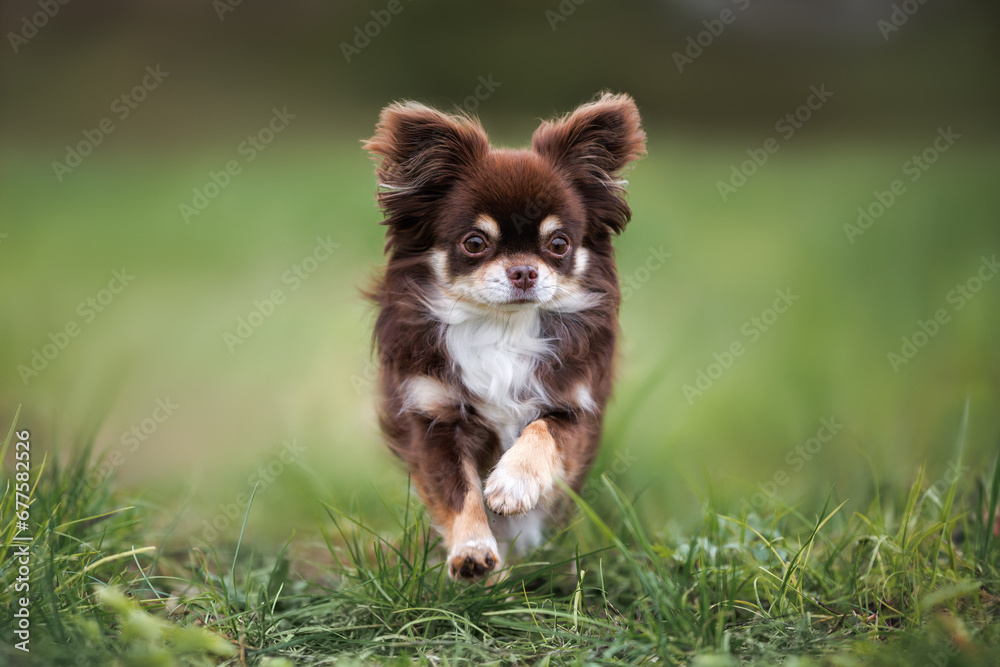 brown long haired chihuahua dog running on grass outdoors - obrazy, fototapety, plakaty 