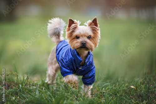 yorkshire terrier dog posing on grass in a warm blue jacket © otsphoto