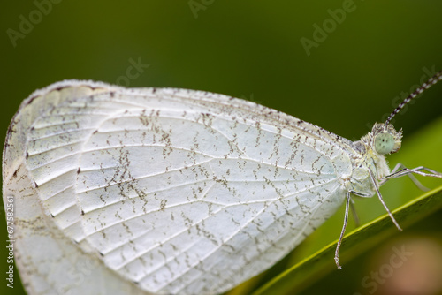 Leptosia nina, a small white butterfly living in Sri Lanka, India and southeast asia. This was captured in Negombo, Sri Lanka. photo