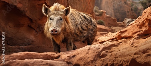 In Valencia the zoo showcases the beauty of nature through its diverse collection of animals including the majestic boar which roams freely in the red rocks of the wild