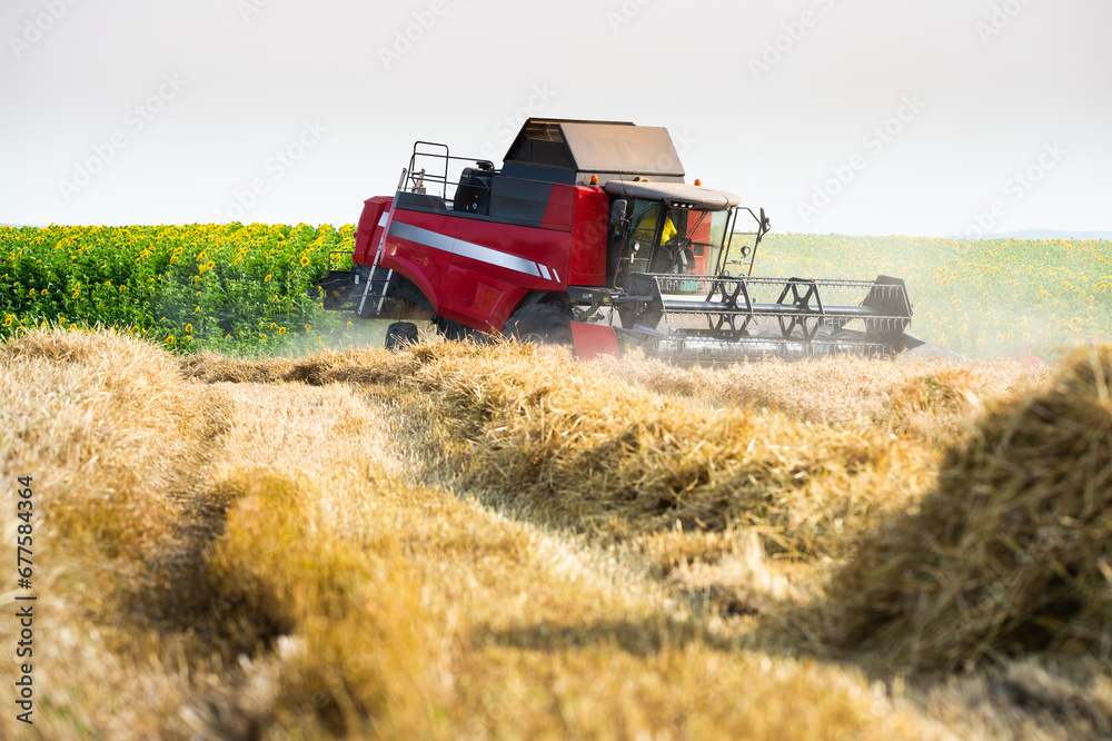 Fototapeta premium Harvester working in wheatfield at sunset.