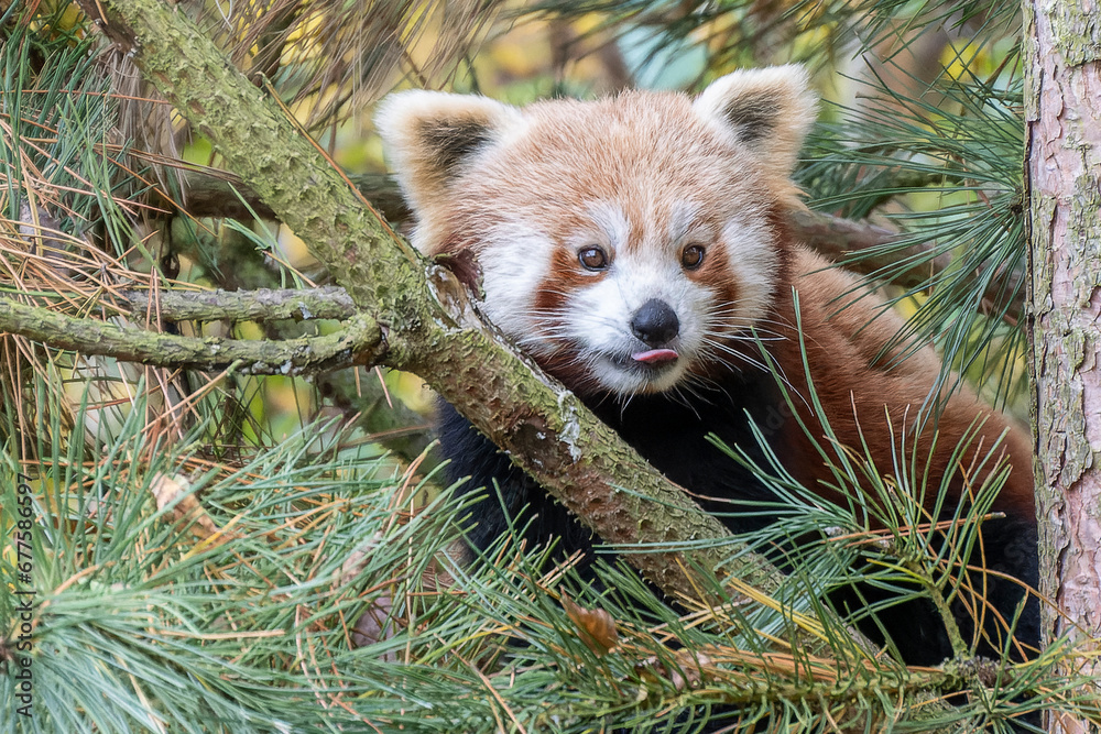 Fototapeta premium Kleiner Panda