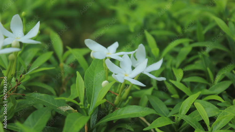 Obraz premium close up jasmine flower 