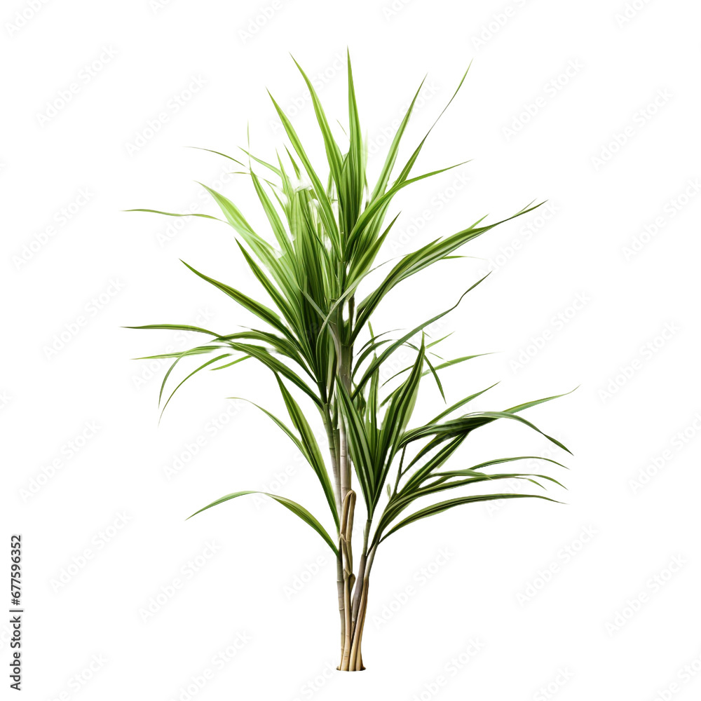 Dracaena Marginata isolated on transparent background Dracaena Marginata isolated on transparent background