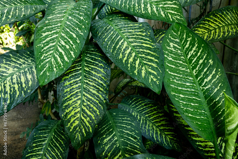Beautiful leaves of tropical plant dieffenbachia.