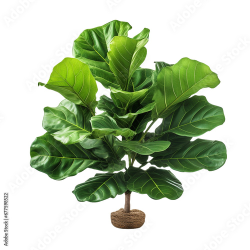 Ficus Lyrata( Fiddle Leaf Fig) isolated on transparent background photo