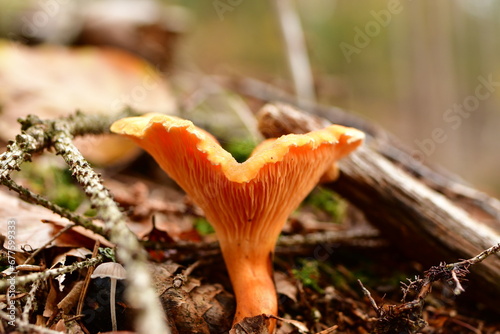 cantharel mushroom wild German Forest Odenwald