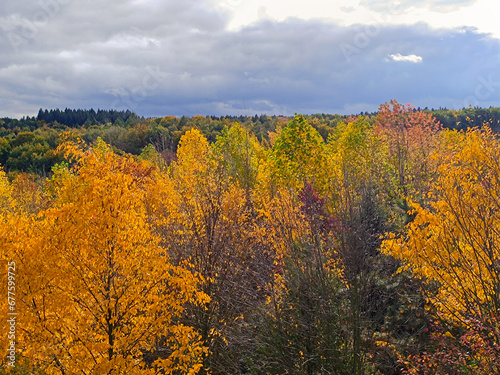 Indian summer - Ahornwald im Herbst