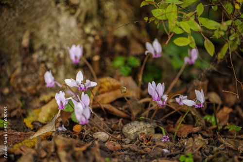 Blühende wilde Alpenveilchen Cyclamen auf kargem Boden mit Herbstlaub