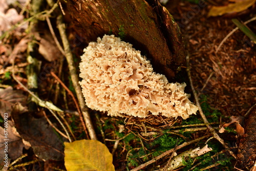 Sparassis crispa mushroom food natural forest odenwald