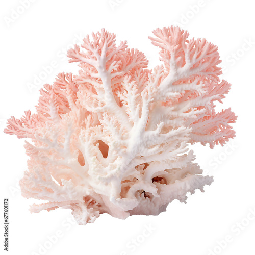 Coral Bleaching  transparent background  isolated image  generative AI