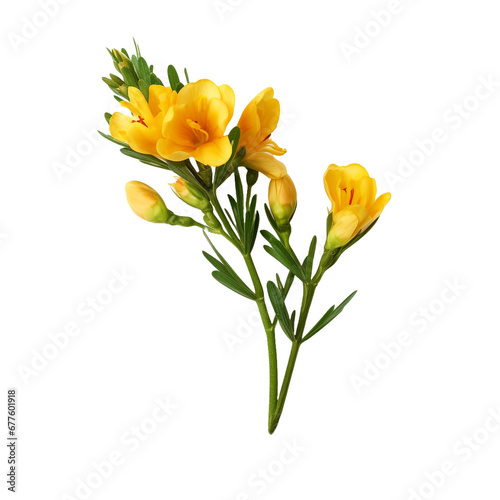 Freesia isolated on transparent background