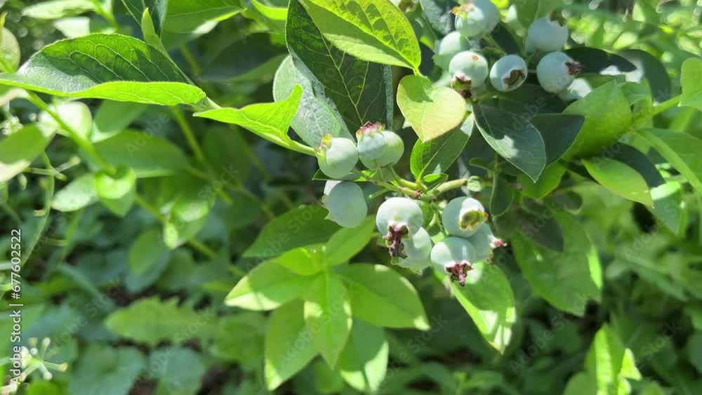 A bush with ripening still green blueberries and green leaves grows in the garden. For video presentation, advertising. A bush with ripening still green blueberries and green leaves grows in the garden. For video presentation, advertising.