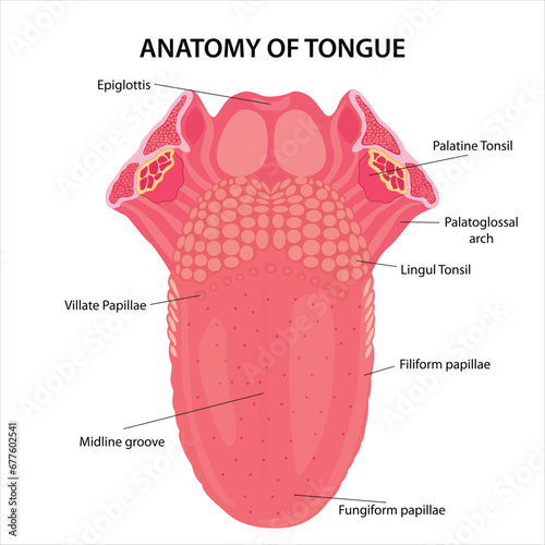 Anatomy of Tongue cross section illustration photo