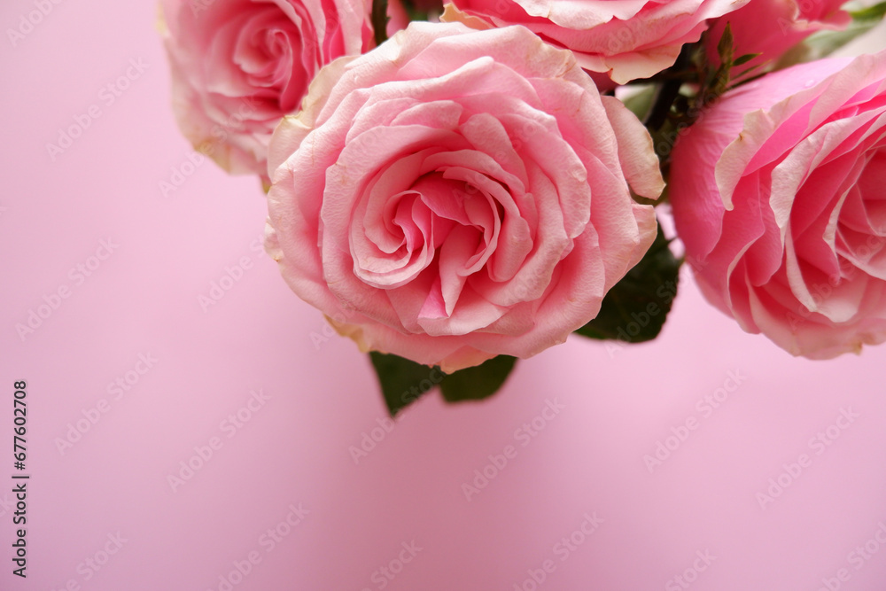 Beautiful pink roses arrangement on pink background. Roses composition background for Mother's day, Woman's day, Rose day and Valentine's day. 