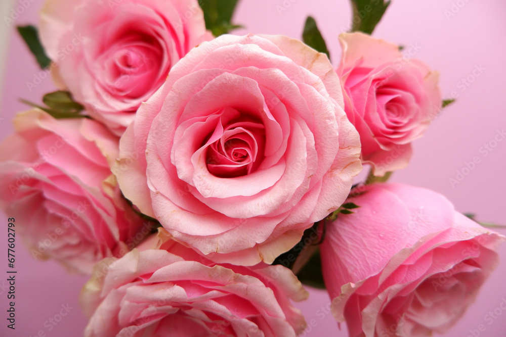 Beautiful pink roses arrangement on pink background. Roses composition background for Mother's day, Woman's day, Rose day and Valentine's day. 