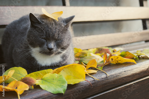 A fluffy gray cat cat lies on a wooden bench along with yellow leaves, cat and autumn. Autumn relaxation. cozy mood. Pets in autumn season. Cute cat
