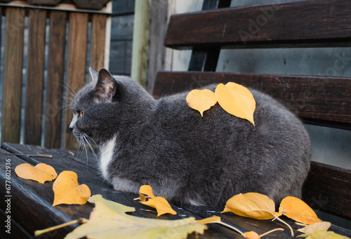 A fluffy gray cat cat lies on a wooden bench along with yellow leaves, cat and autumn. Autumn relaxation. cozy mood. Pets in autumn season. Cute cat
