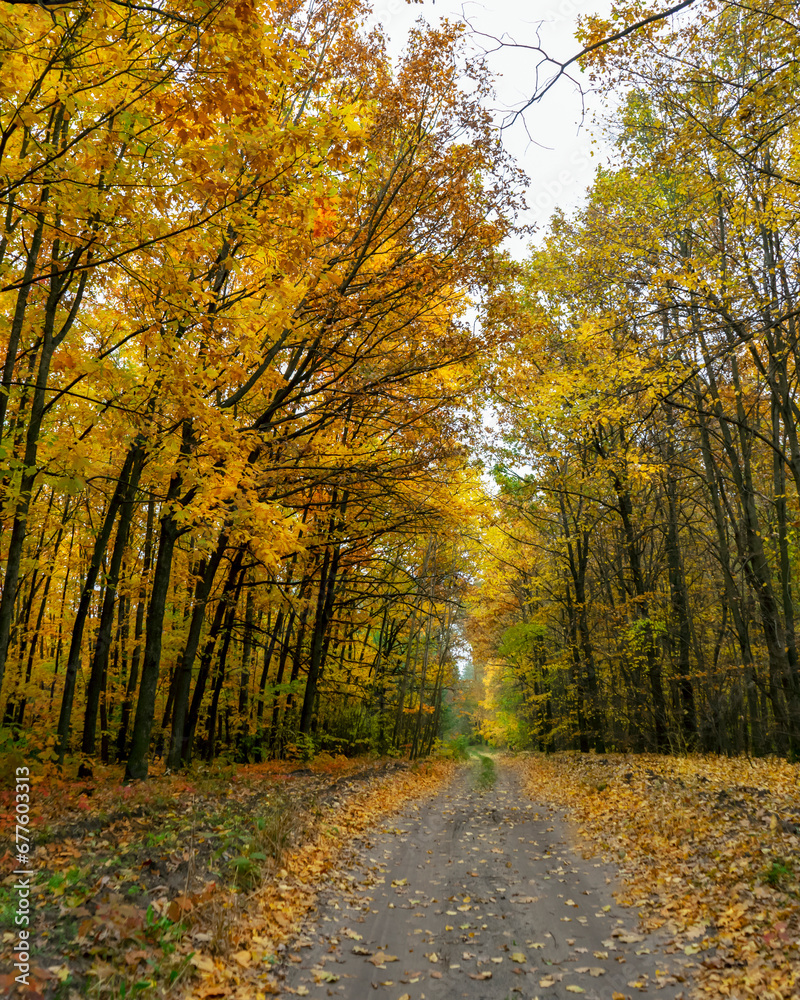 Yellow colors on forest in Poltava region. Autumn Ukrainian landscape.
