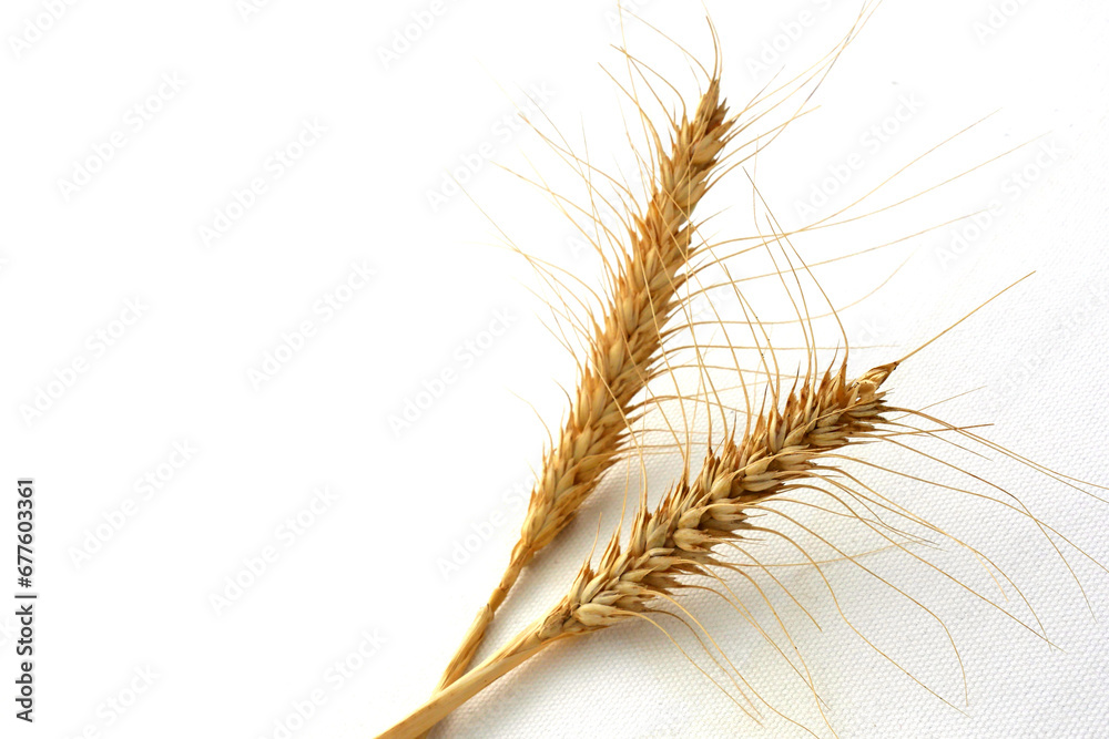 Two dry ears of wheat stand on a white background, Two dry ears of wheat stand on a white background,