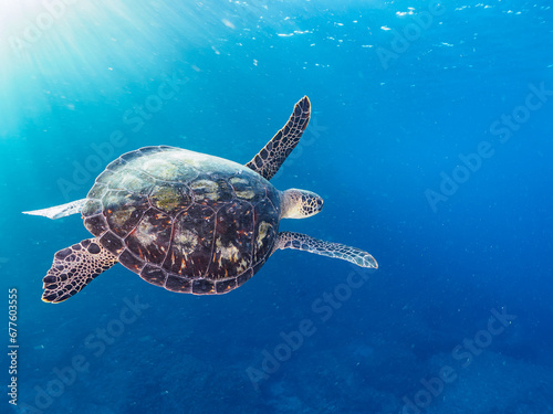                                                                                                                                        2023   11   1      5                              The Beautiful and big Green sea turtle.   At Nakanoura beach and Kambikiura  Shikinejima  Izu Islands  Tokyo. Photo Taken Novembe