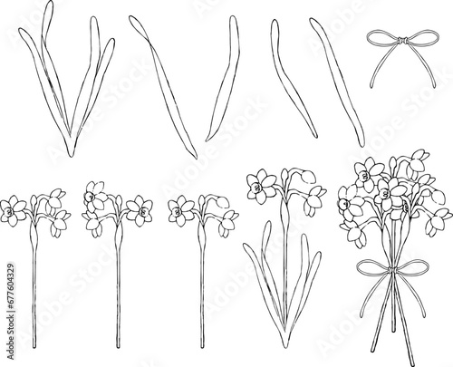 ペンで描いた水仙のイラストセット