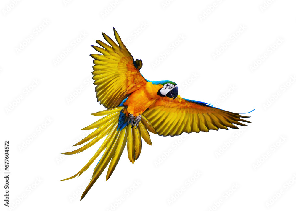 blue and gold macaw parrot isolated on white background with clipping path.