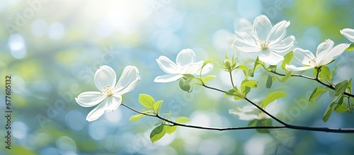 In the tranquil spring garden an abstract white flower blooms amidst a canopy of green trees against a backdrop of blue sky surrounded by the ethereal beauty of nature The soft sunlight filt photo