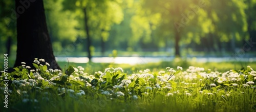 In the summer the vibrant green color of the grass creates a beautiful background with a textured and light filled atmosphere complimented by the growth of leafy plants and the blossoming of