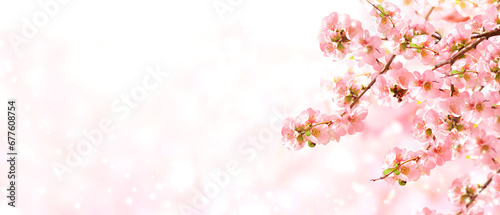 Horizontal banner with Japanese Quince flowers (Chaenomeles japonica) of pink color on sunny backdrop. Nature spring background with a branch of blooming Quince