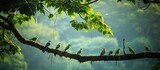 In the tropical Asian forest of Thailand the vibrant green trees create a stunning contrast against the clear blue sky while the white and colorful birds gracefully soar through the natural 