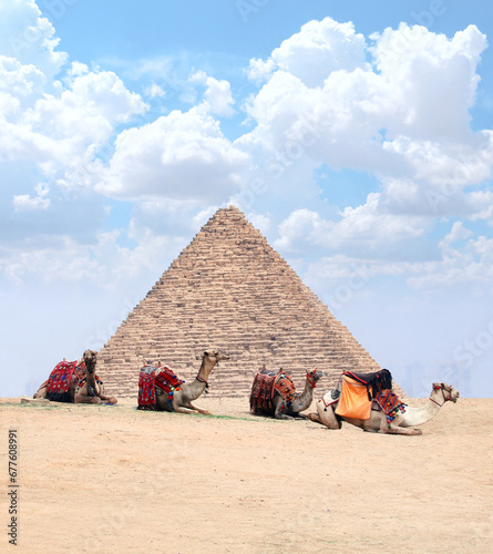 Camels resting on the sand near to pyramid, Giza, Cairo, Egypt. Famous Great Pyramid of Cheops in Egypt
