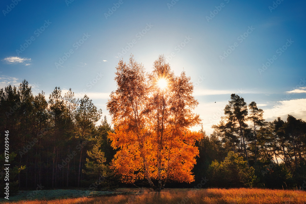 Wald - Sonnenstrahlen - Beautiful - Rays - Sunlight - Forest - Green - Silent - Summer - Morning - Landscape - Scenic - Woodland - Nature - Concept - Ecology - Environment - Autumn	