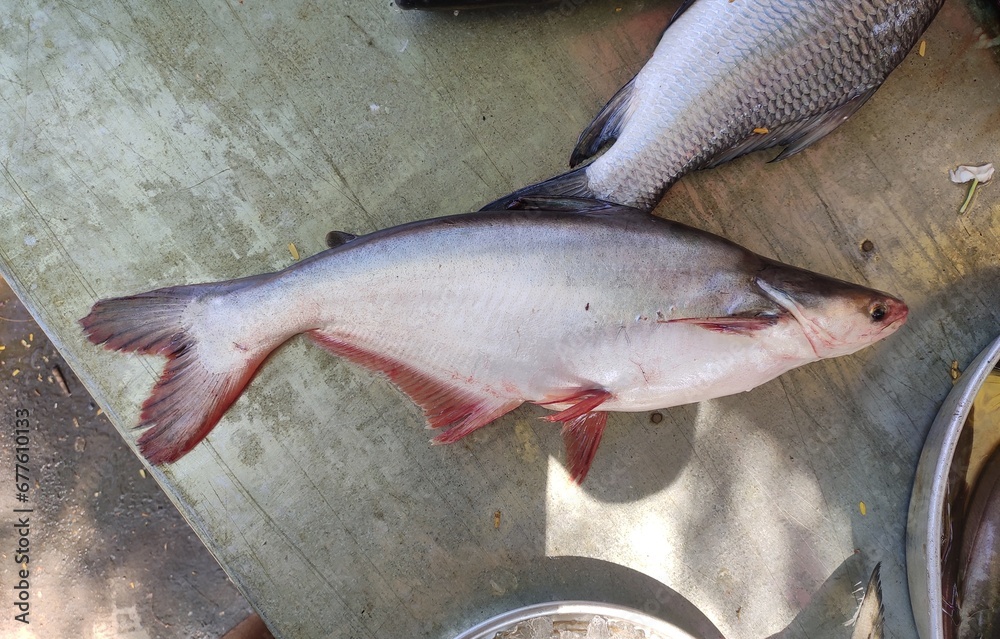 Pangasius pangasius, the Pangas catfish, is a species of shark catfish ...